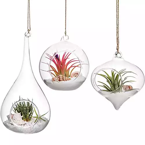 3 Hanging Glass Air Plant Holders