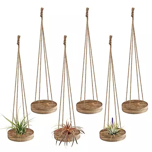 6 Piece Hanging Air Plant Holders