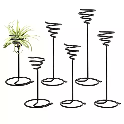 6 Pack of Air Plant Stands