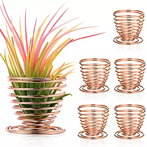 6 Nuogo Air Plant Holders