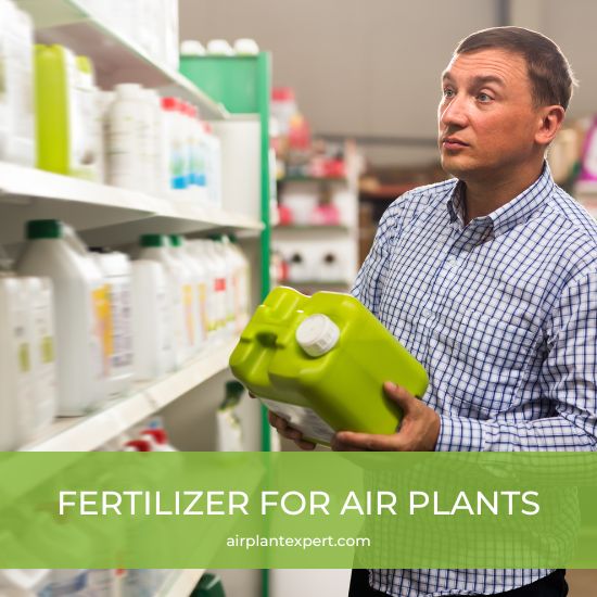 Man shopping for the best air plant fertilizer
