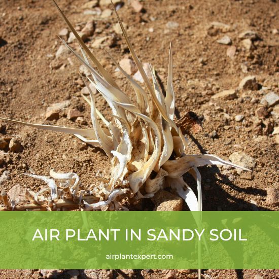 A dead air plant in sandy soil