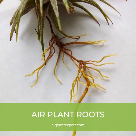 Air plant roots