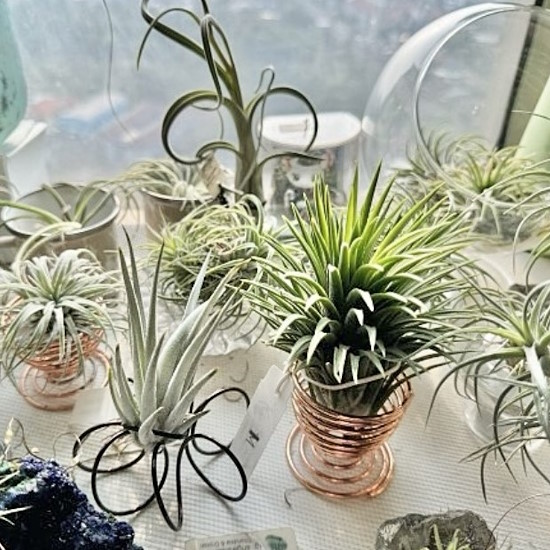 Various air plant stands and holders