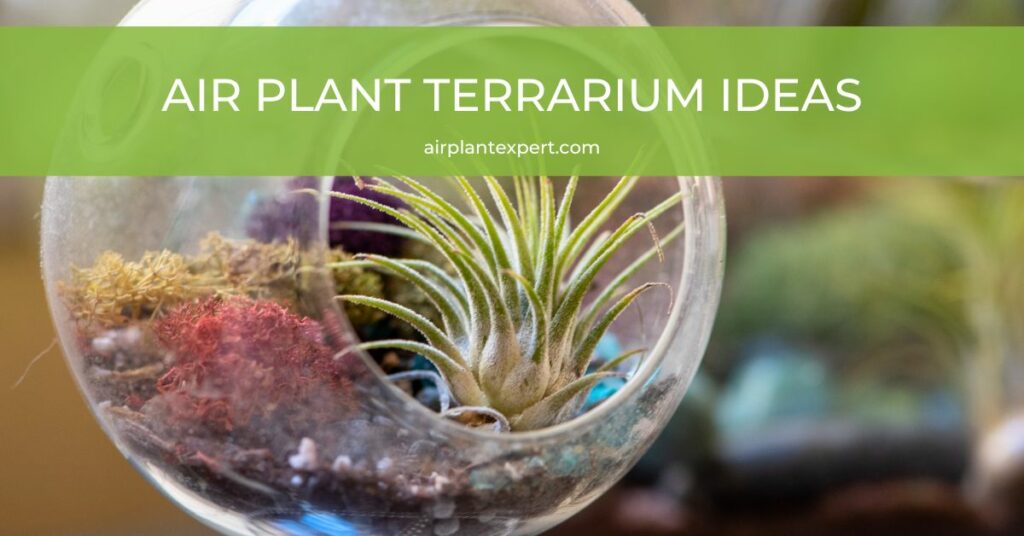 Air plant terrarium ideas and displays