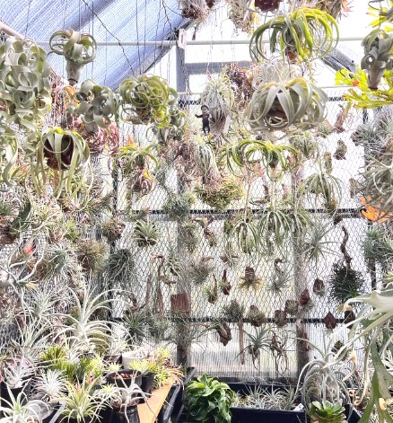 Air plants attached to a chicken wire frame