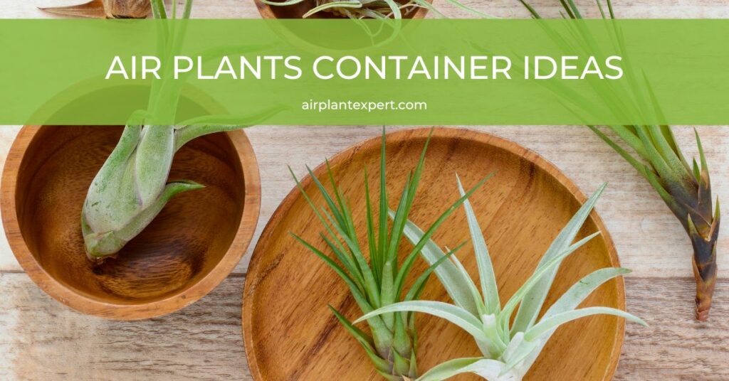Air plants container ideas and displays