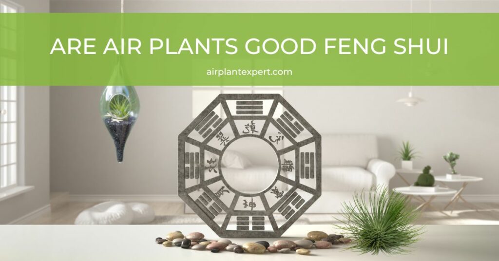Air plants display for good feng shui
