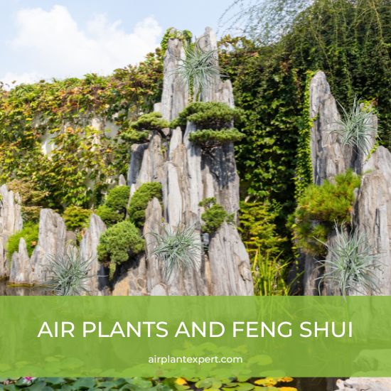 Air plants growing in a feng shui garden