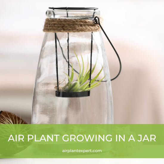 An air plant growing in a glass jar terrarium