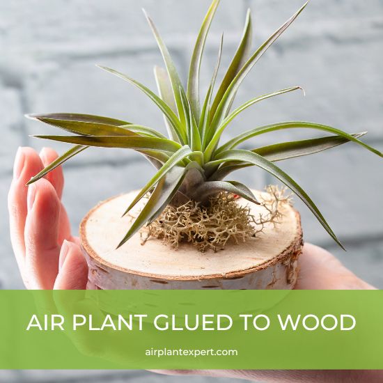Air plant glued to a wooded base plate