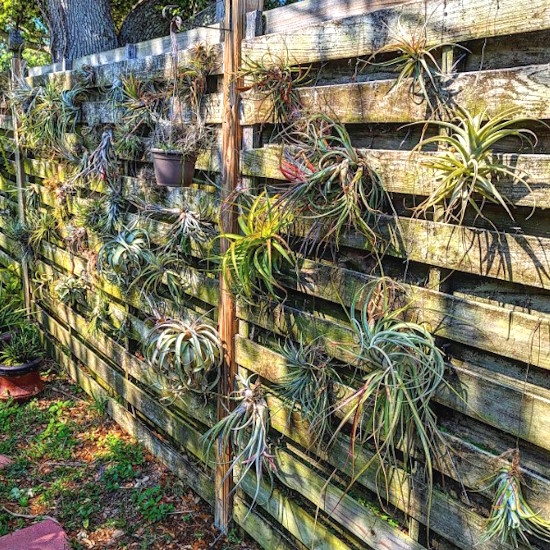 Air plants mounted on garden fence panels