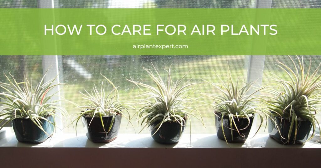 Caring for air plants on a window sill with filtered light