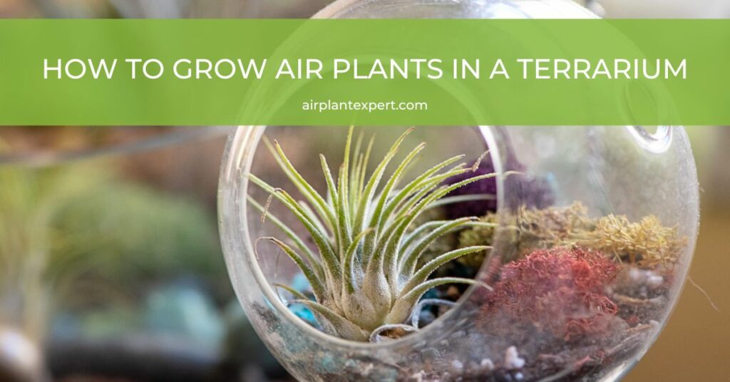 Air plants growing in a terrarium