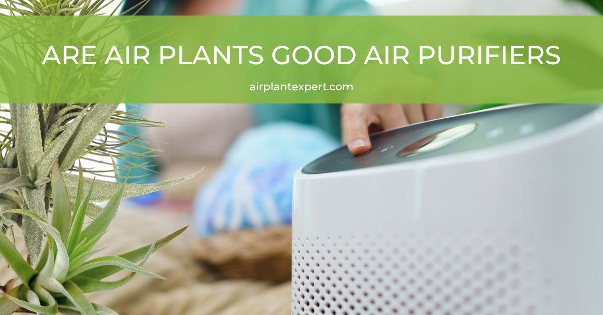Are Air Plants Good Air Purifiers? Air Plant Expert