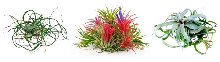 An awesome collection of air plants