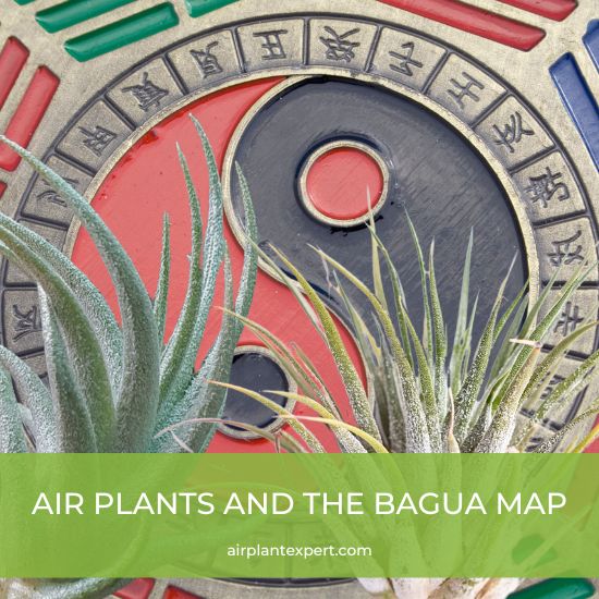 The bagua map