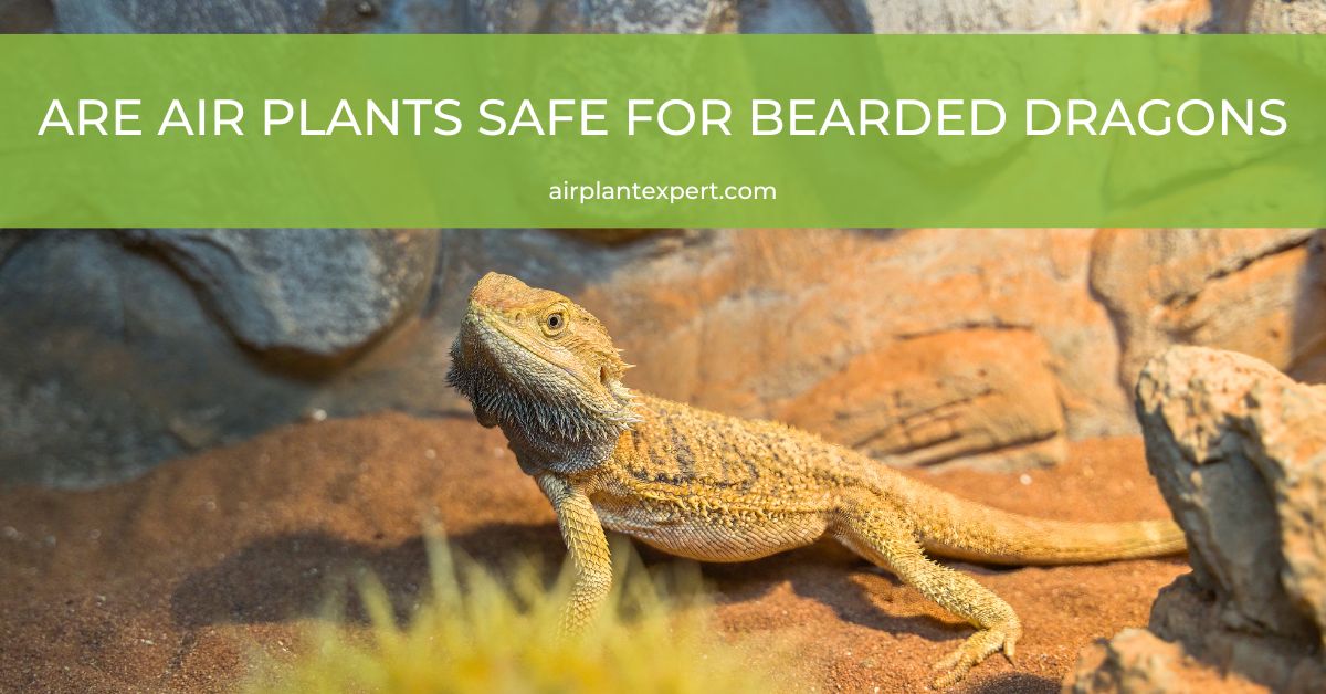 Are Air Plants Safe for Bearded Dragons? Air Plant Expert