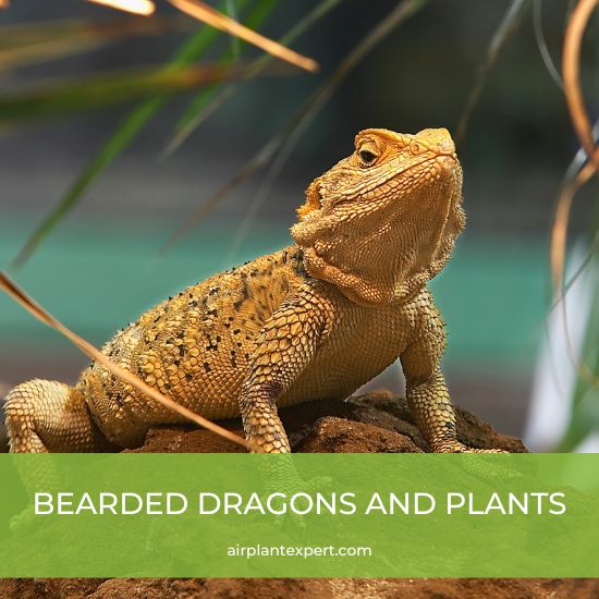 Bearded dragon on a rock surrounded by plants