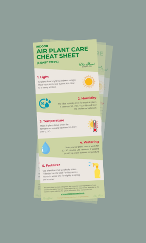 Air plant care cheat sheet
