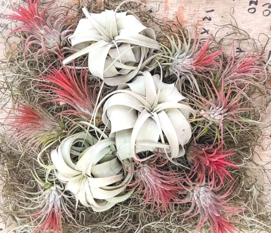 Beautiful contrasting air plants display