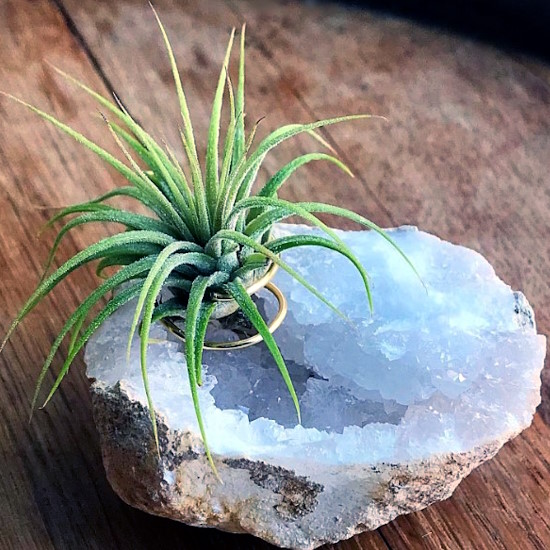 Crystal container for Tillandsias