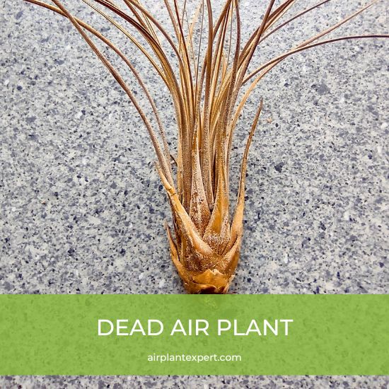 A dead air plant