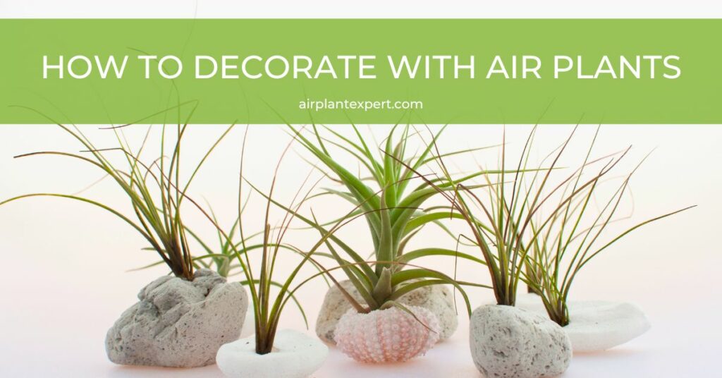 Decorating with air plants