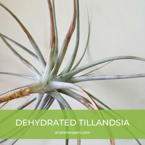 A dehydrated Tillandsia with brown leaf tips