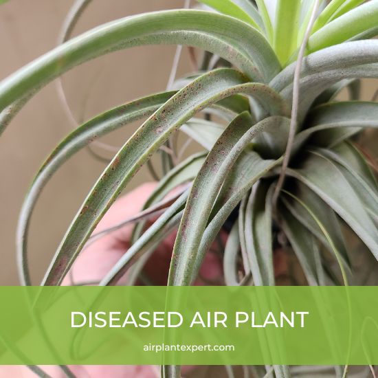 A diseased air plant