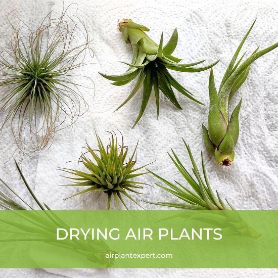 Air plants drying on a paper towel