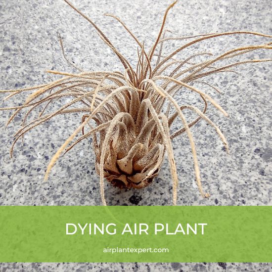 A dying air plant