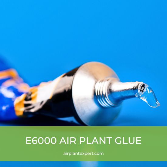 The best air plant glue E6000