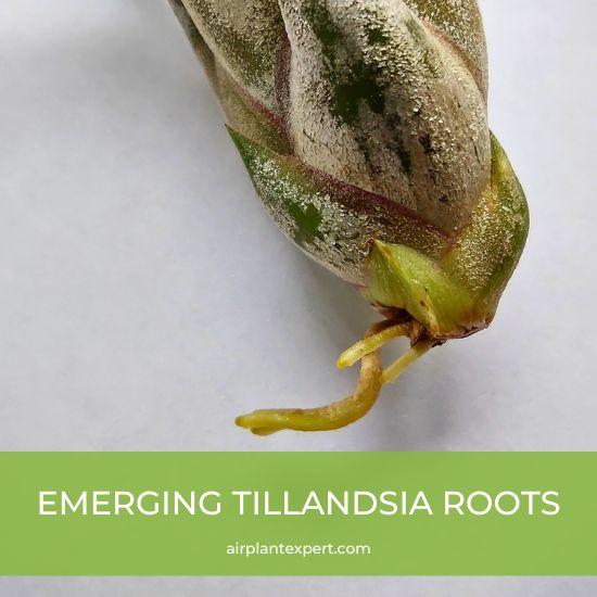 Emerging Tillandsia roots