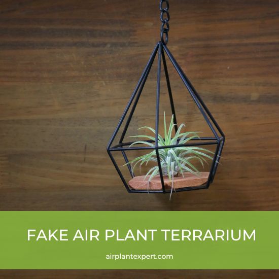 A fake air plant terrarium with no glass panels