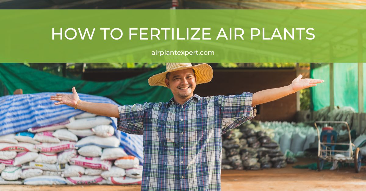 How to Fertilize Air Plants (Feeding Guide)