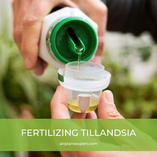 Preparing fertilizer for Tillandsia