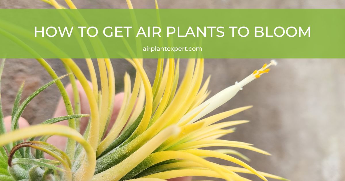 How to Get Air Plants to Bloom (Flowering Tillandsia)