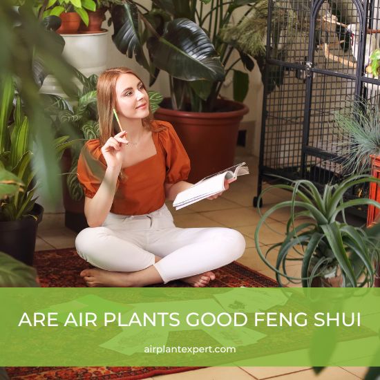 Plants for feng shui