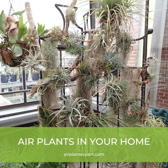 Home air plant display positioned next to a window