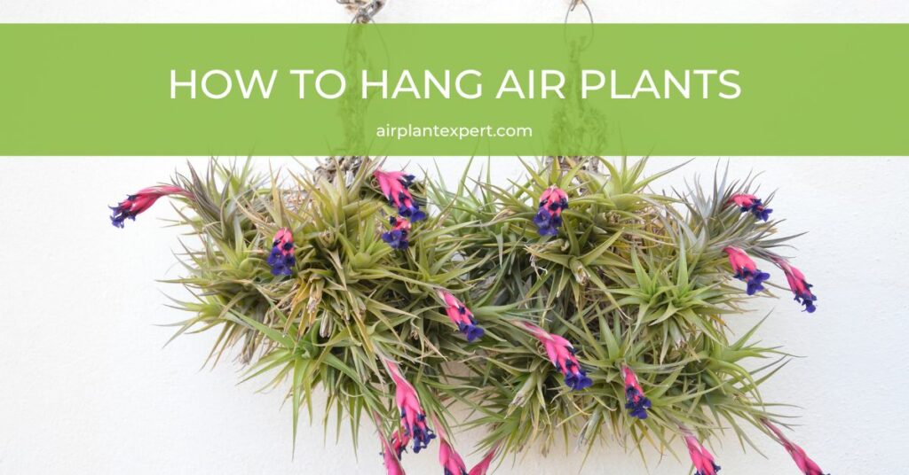 How to hang air plants the correct way