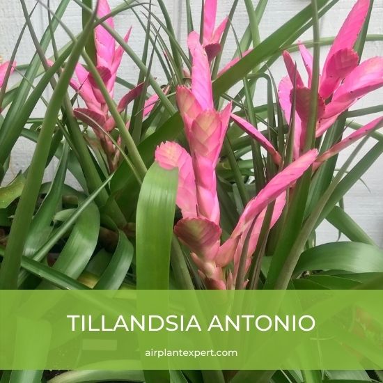 Hybrid - Tillandsia Antonio