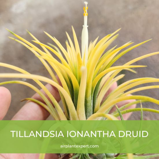 Hybrid - Tillandsia Ionantha Druid