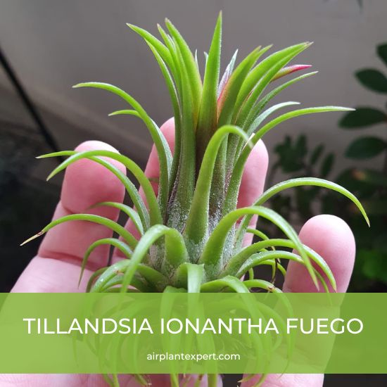 Hybrid - Tillandsia Ionantha Fuego