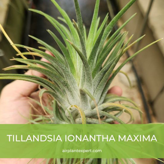 Hybrid - Tillandsia Ionantha Maxima