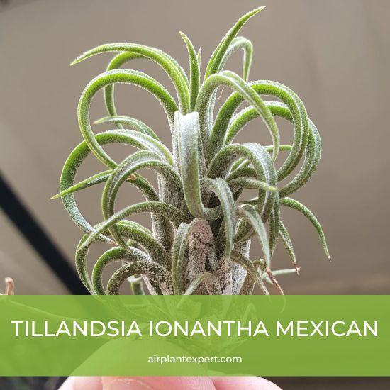 Hybrid - Tillandsia Ionantha Mexican