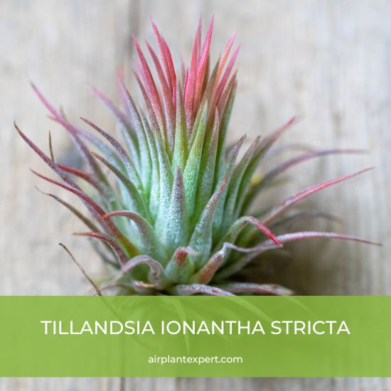 Hybrid - Tillandsia Ionantha Stricta
