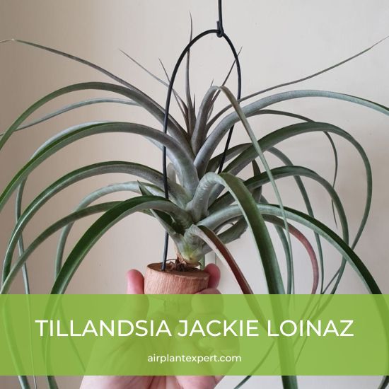 Hybrid - Tillandsia Jackie Loinaz