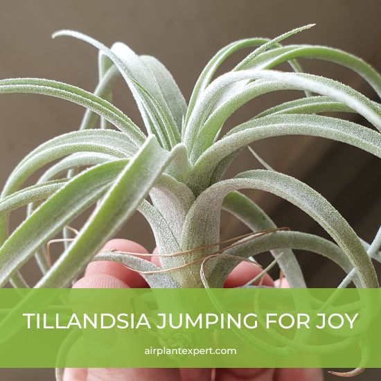 Hybrid - Tillandsia Jumping For Joy
