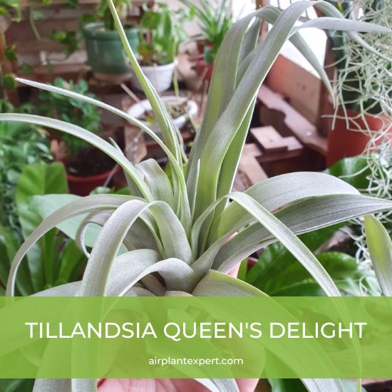 Hybrid - Tillandsia Queen's Delight